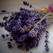 Read more about the article Polja sivke